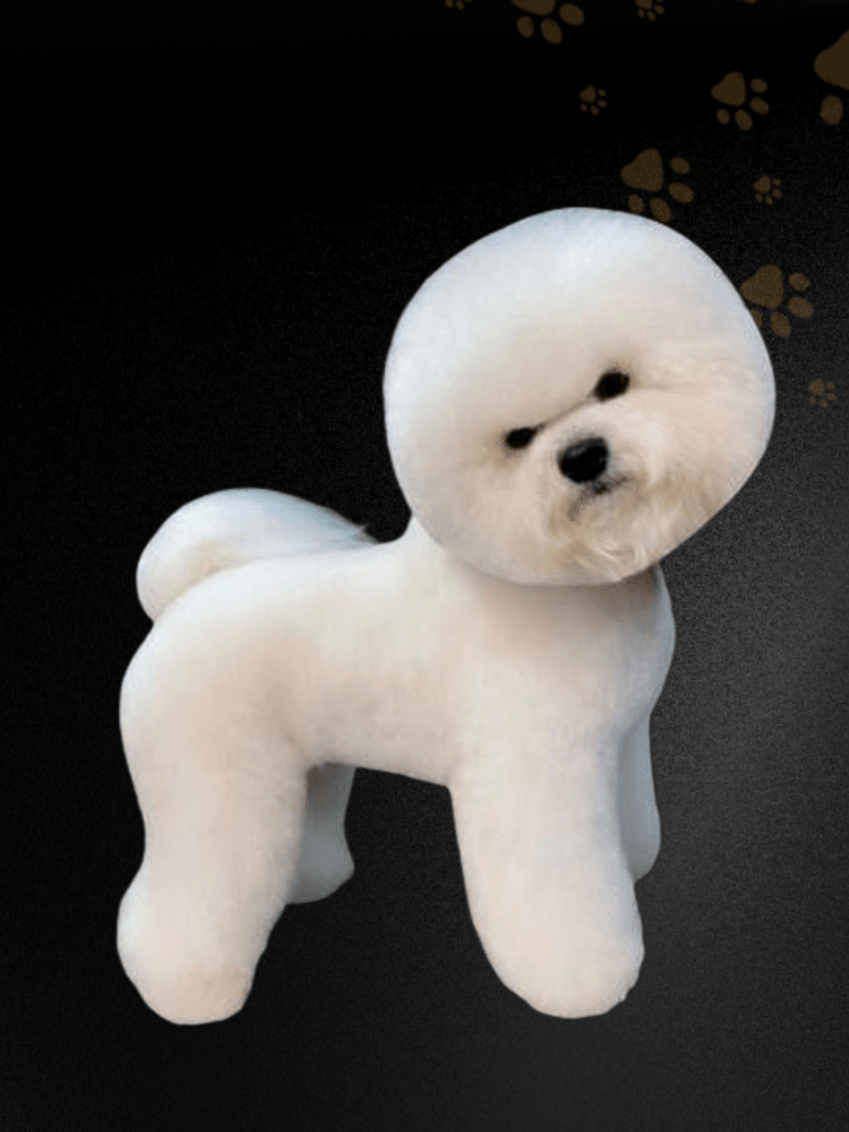 Fluffy white Bichon Frise groomed by Blake & Bark